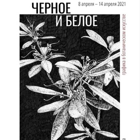 Иллюстрация для афиши выставки Чёрное и белое