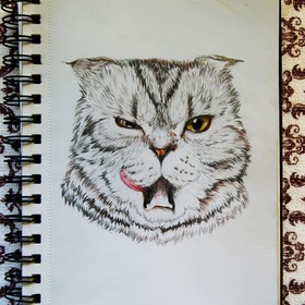 Сметанный кот