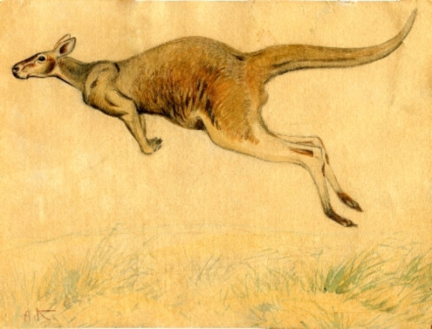 Macropus