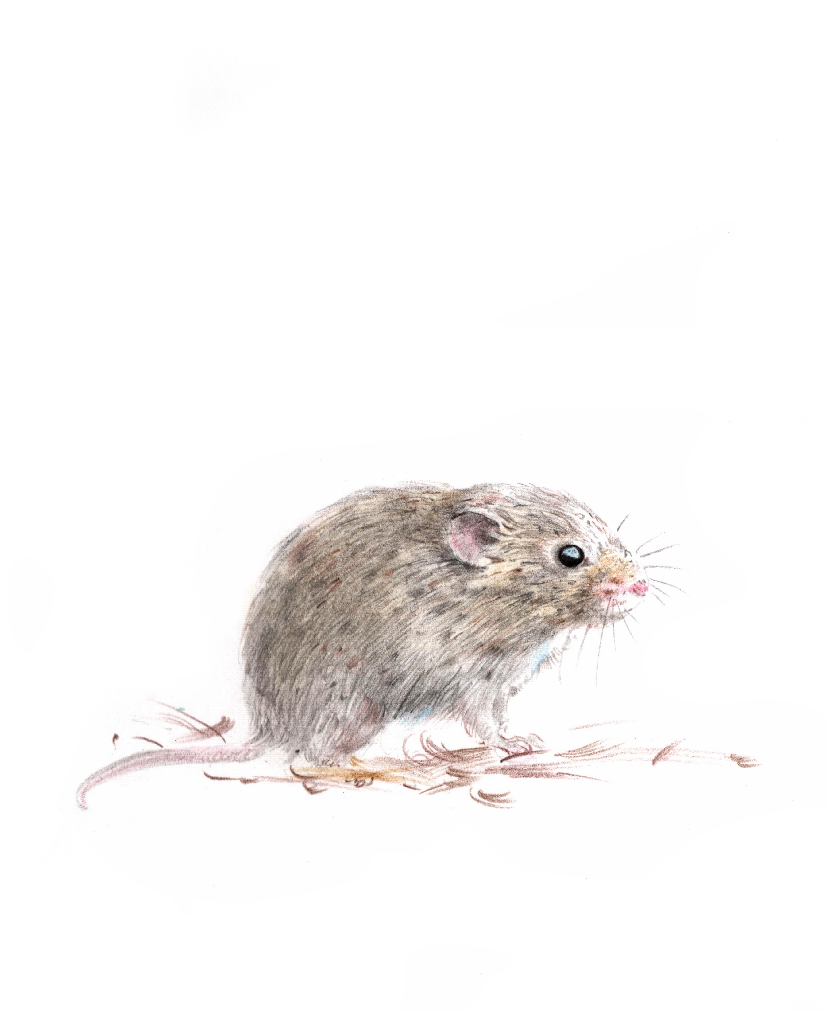 Мышь полевка рисунок