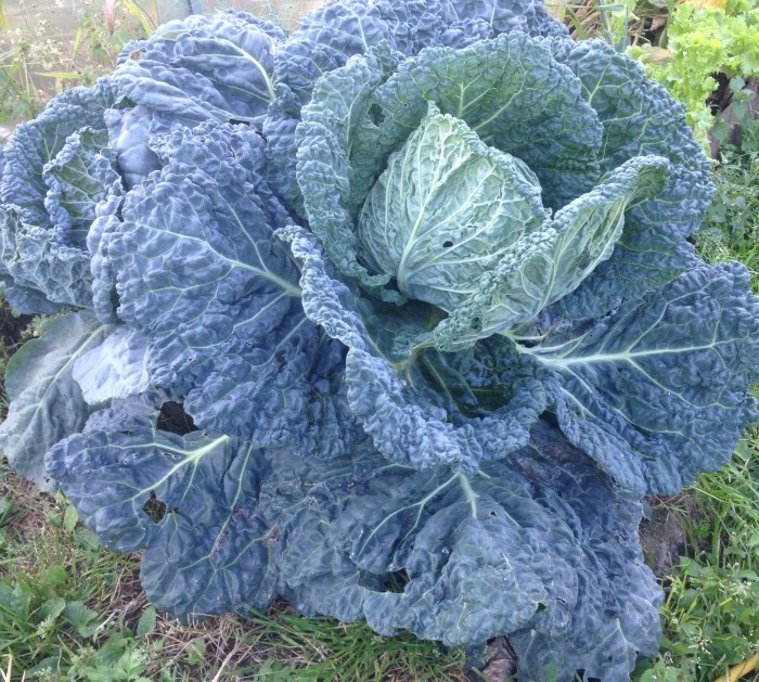 %d0%a5%d0%b8%d1%89%d0%bd%d0%b0%d1%8f %d0%ba%d0%b0%d0%bf%d1%83%d1%81%d1%82%d0%b0 2