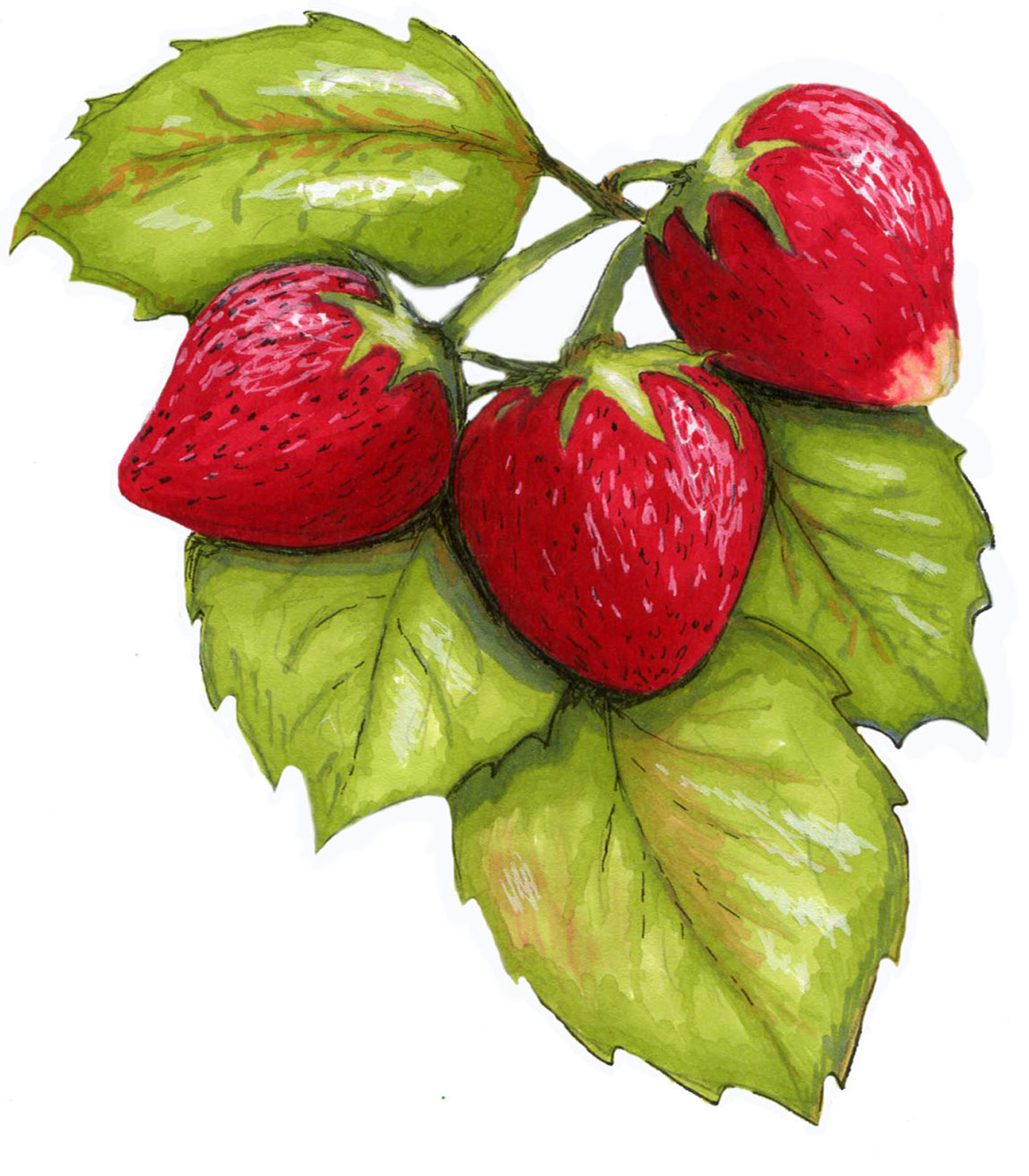 Sketch strawberry