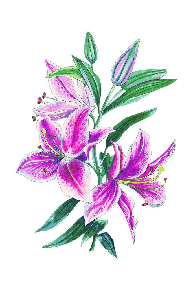 2 watercolor illustration of pink lilies