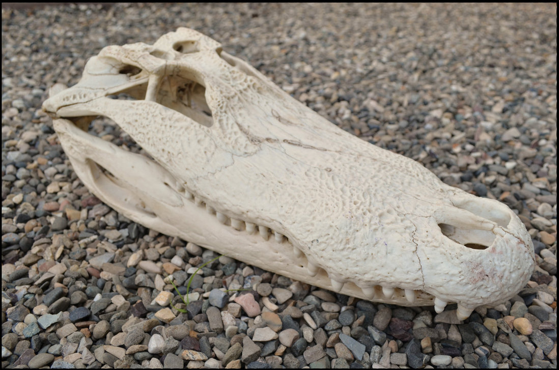 American alligator skull by lupen202 d59l27a