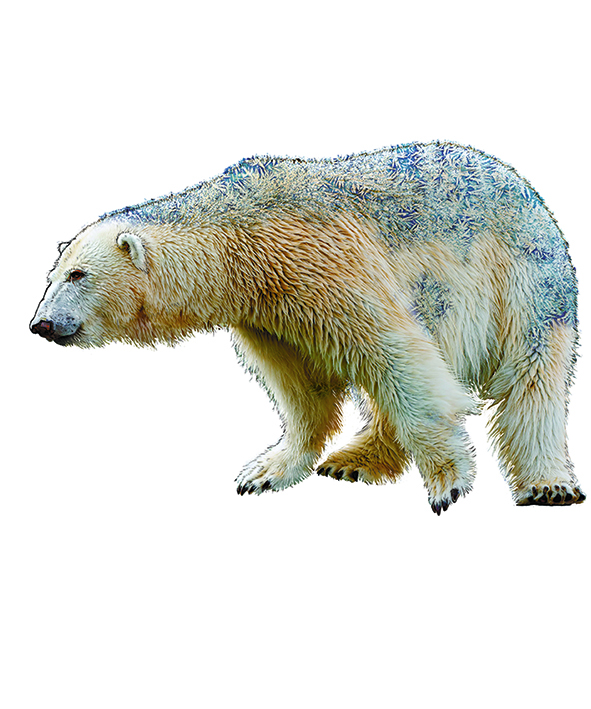   %d0%91%d0%b5%d0%bb%d1%8b%d0%b9 %d0%9c%d0%b5%d0%b4%d0%b2%d0%b5%d0%b4%d1%8c   %d0%b2%d0%b0%d1%80%d0%b8%d0%b0%d0%bd%d1%82 3 %d0%bf%d0%be%d0%ba%d0%b0%d0%b7%d0%b0%d1%82%d1%8c