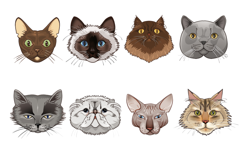 %d0%9a%d0%be%d1%88%d0%ba%d0%b8