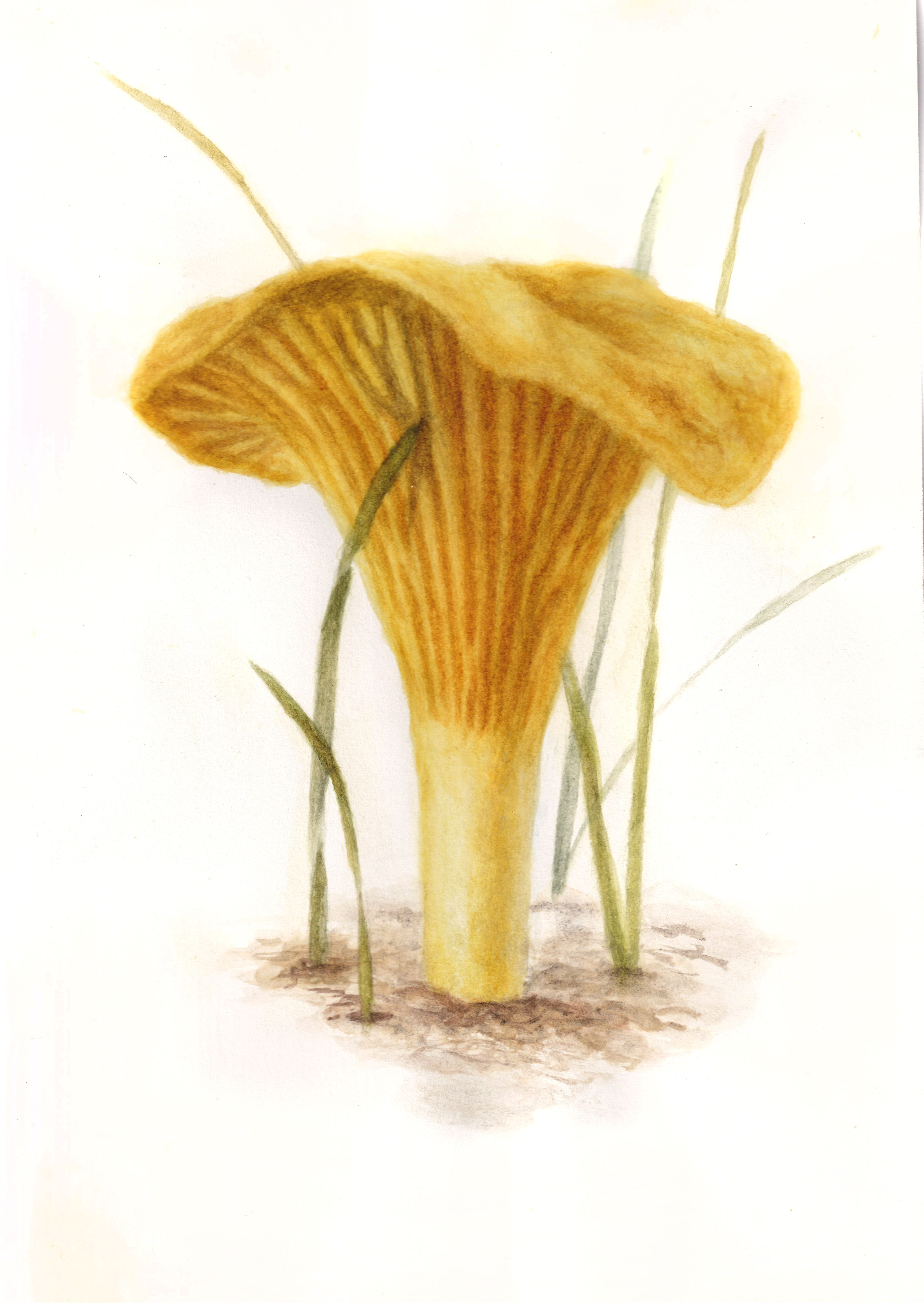Chanterelle