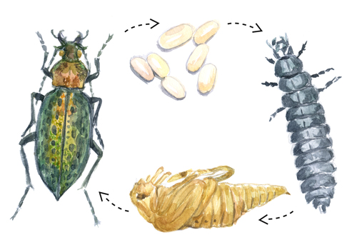 %d0%96%d0%b8%d0%b7%d0%bd%d0%b5%d0%bd %d1%86%d0%b8%d0%ba%d0%bb %d0%b6%d1%83%d0%b6%d0%b5%d0%bb%d0%b8%d1%86%d1%8b