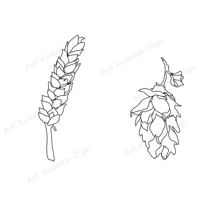 Wheat malt. line art. illustration. coloring book.