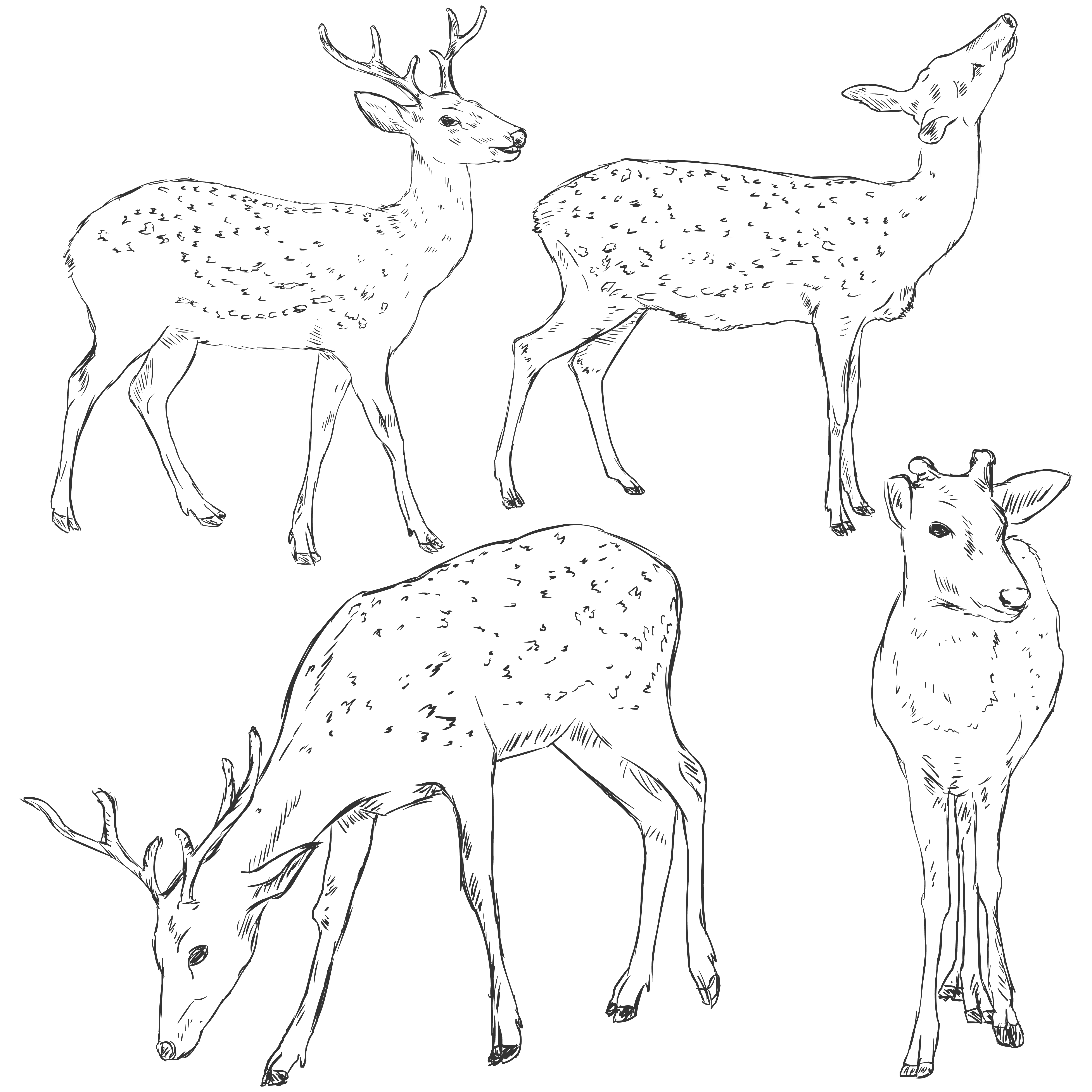 Set of sketch dappled deers