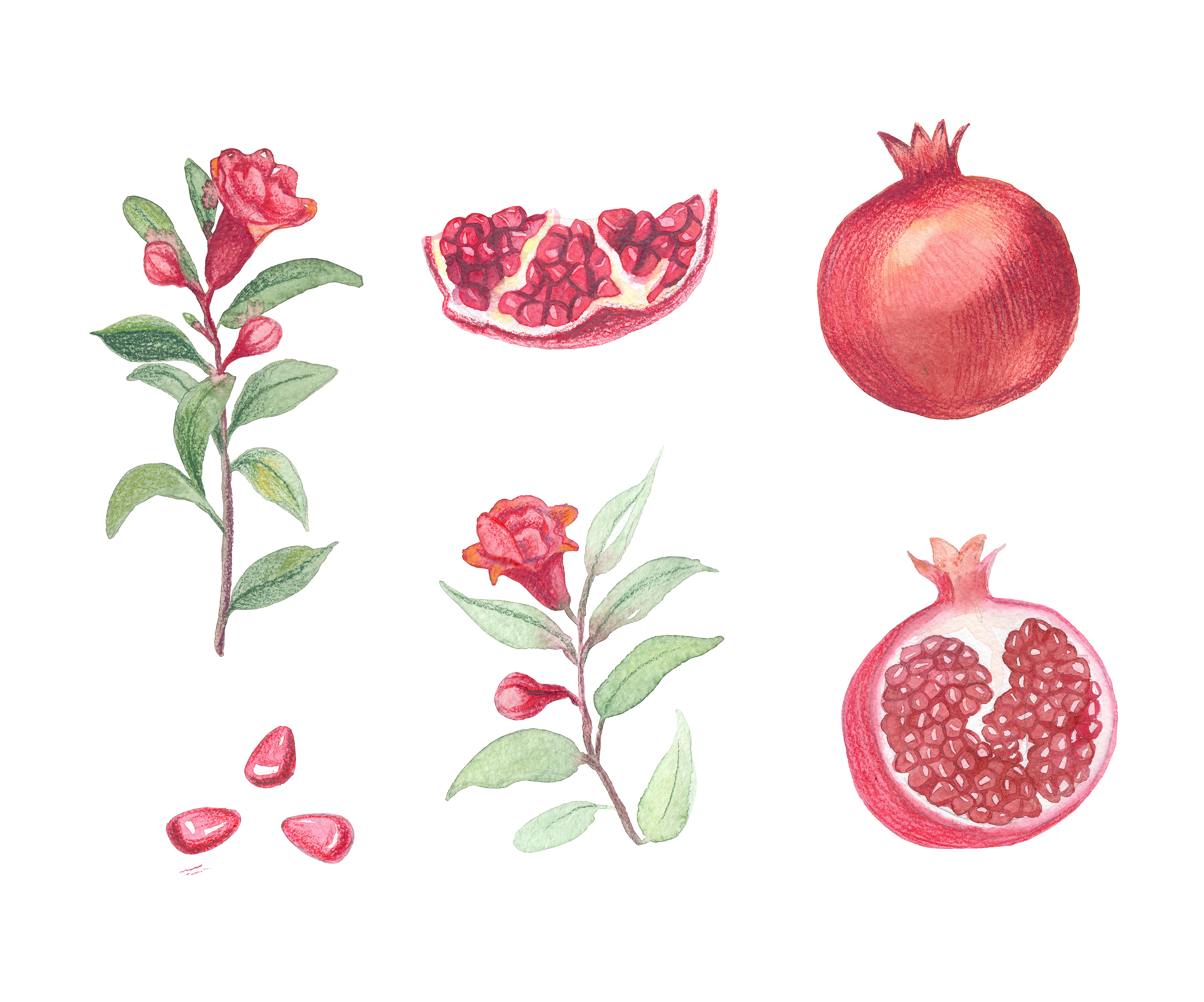 Pomegranate