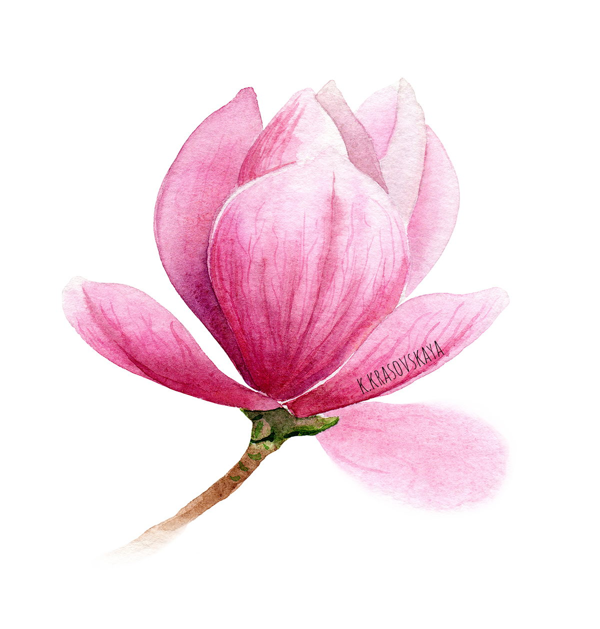 Tulip tree pink sm