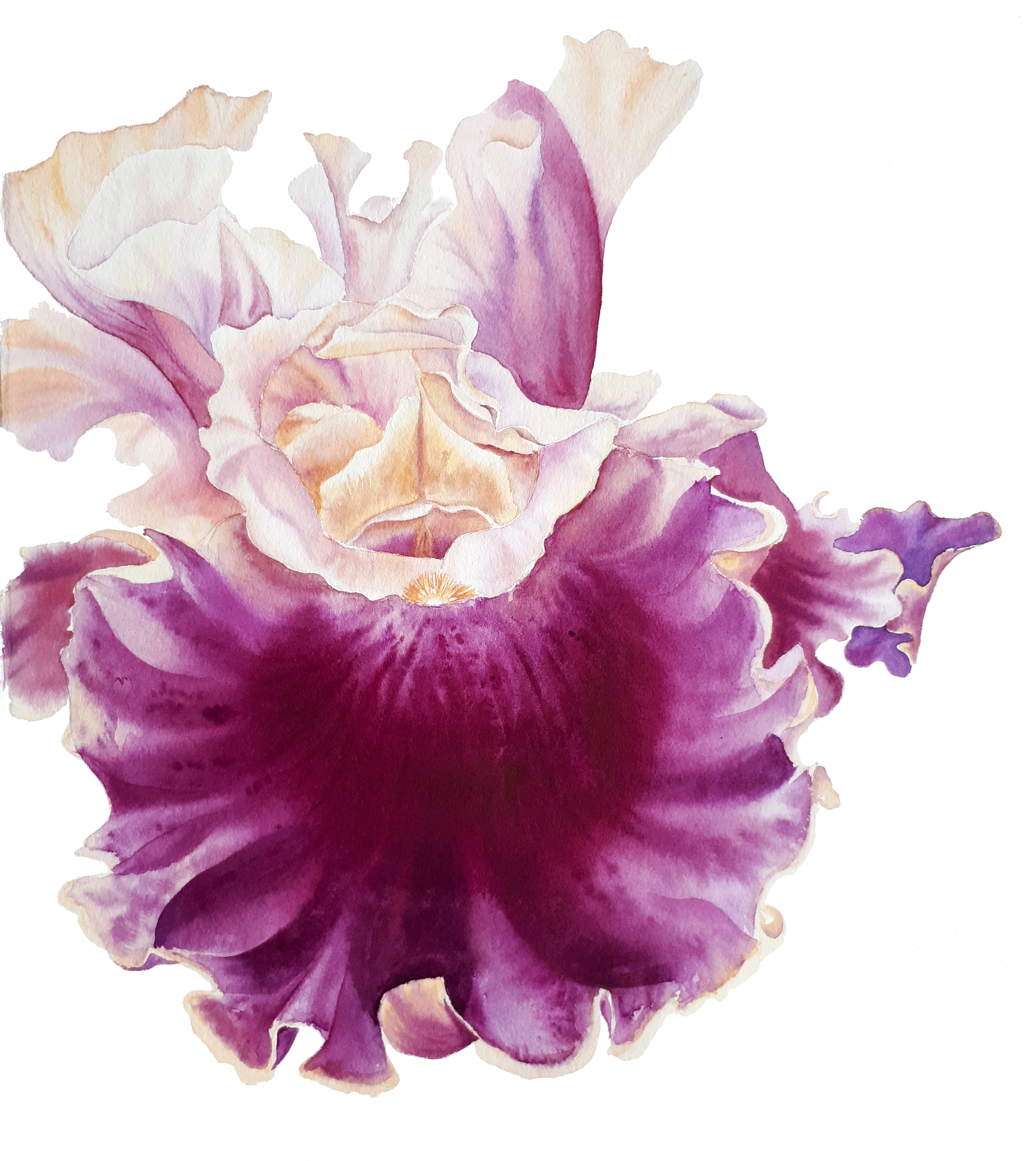 Pink  iris
