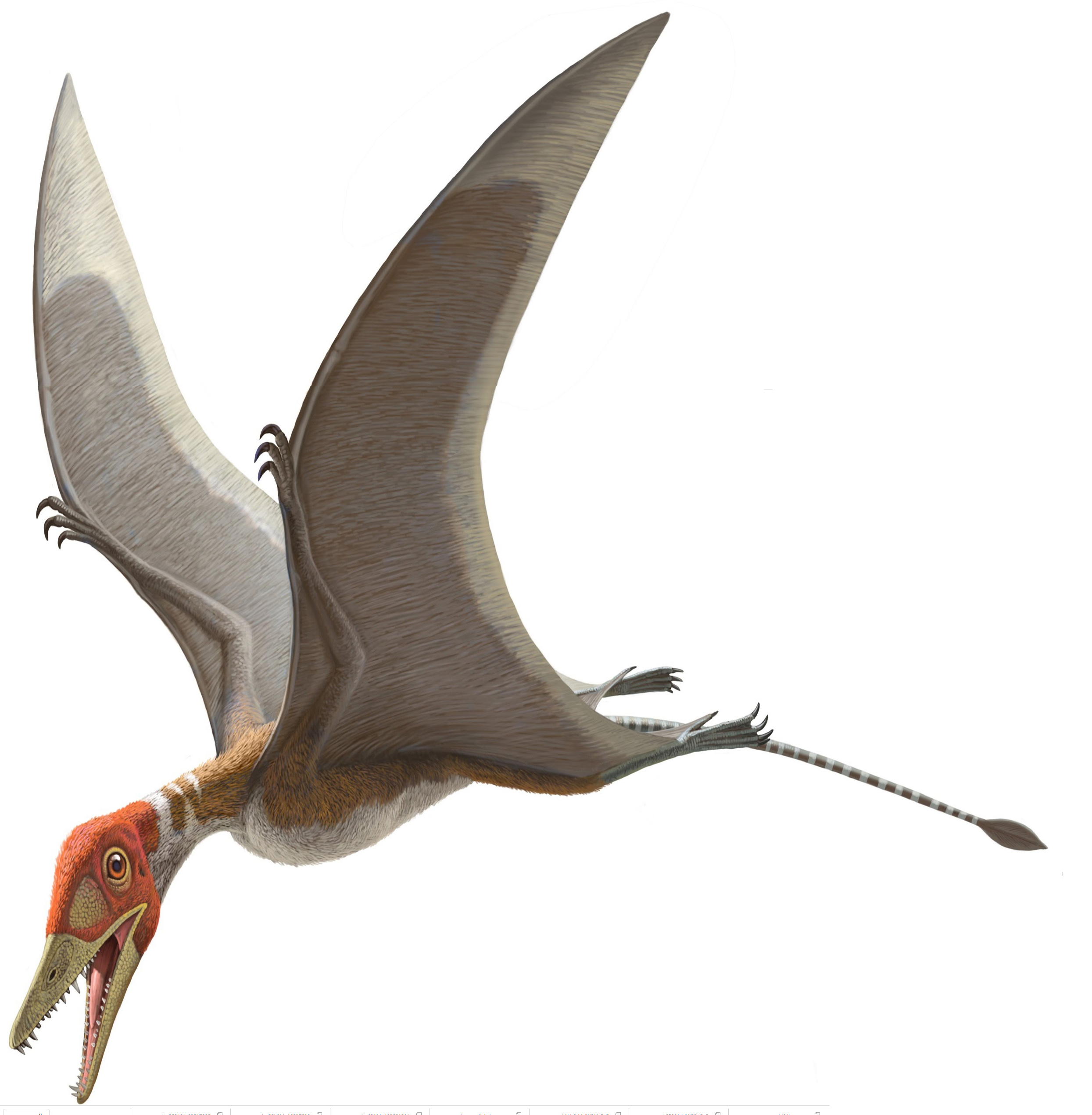 Preondactylus buffarinii