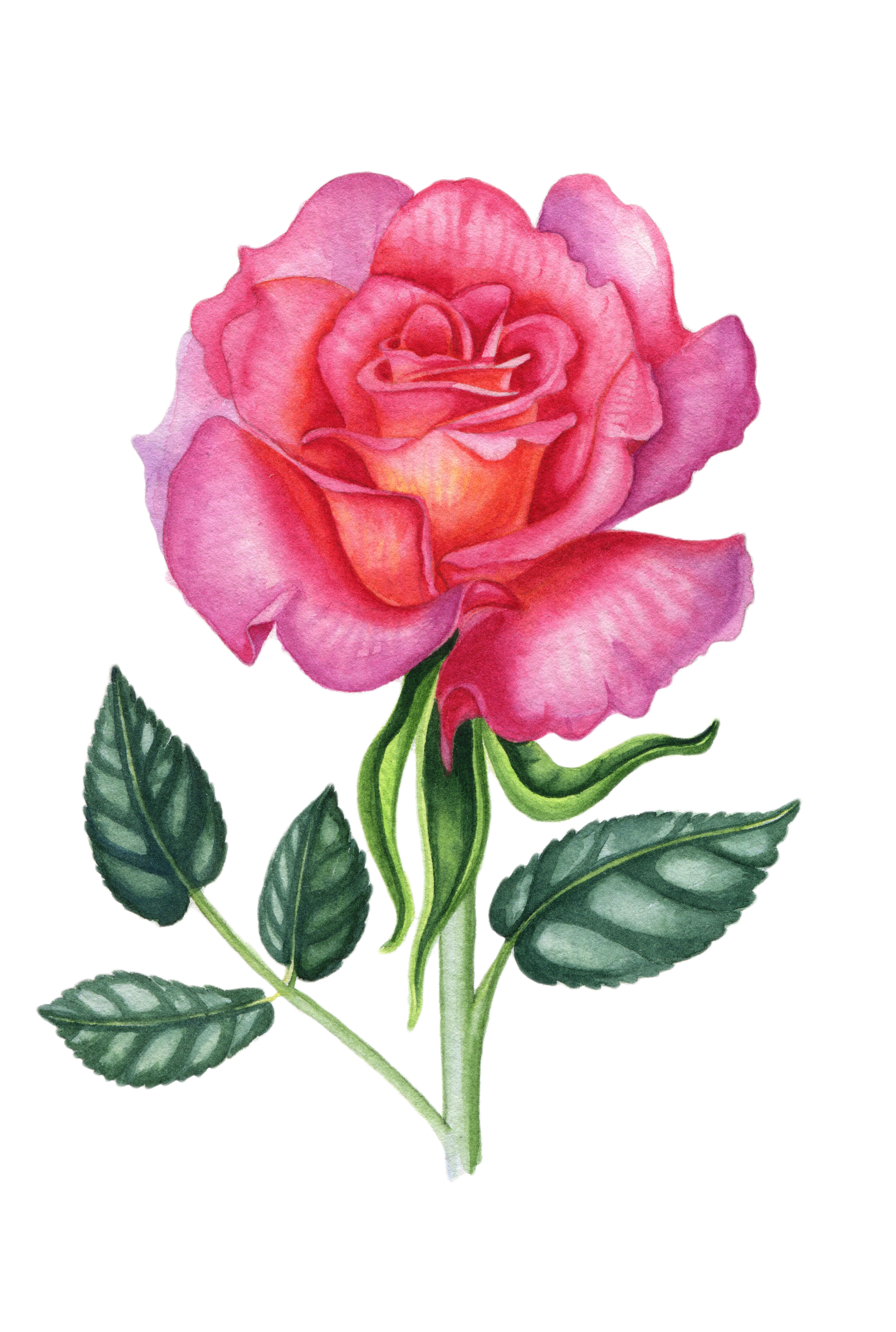 %d0%a0%d0%be%d0%b7%d0%be%d0%b2%d0%b0%d1%8f %d1%80%d0%be%d0%b7%d0%b0