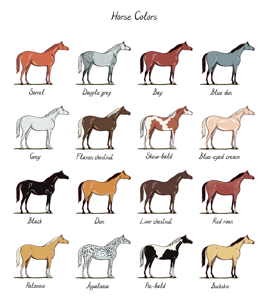 Horse color16