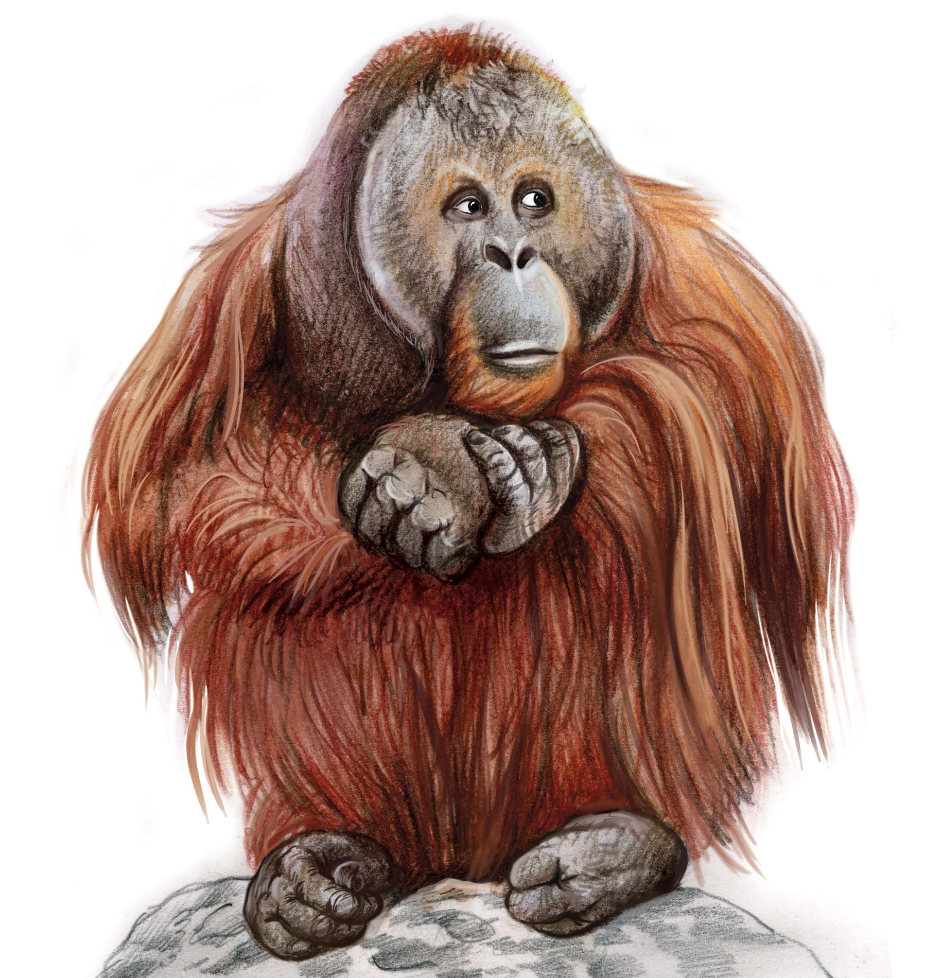 Орангутанг рисунок