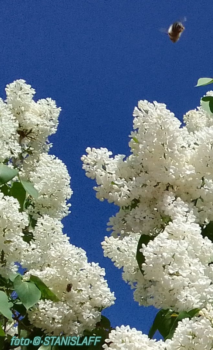 Picture1652111266996