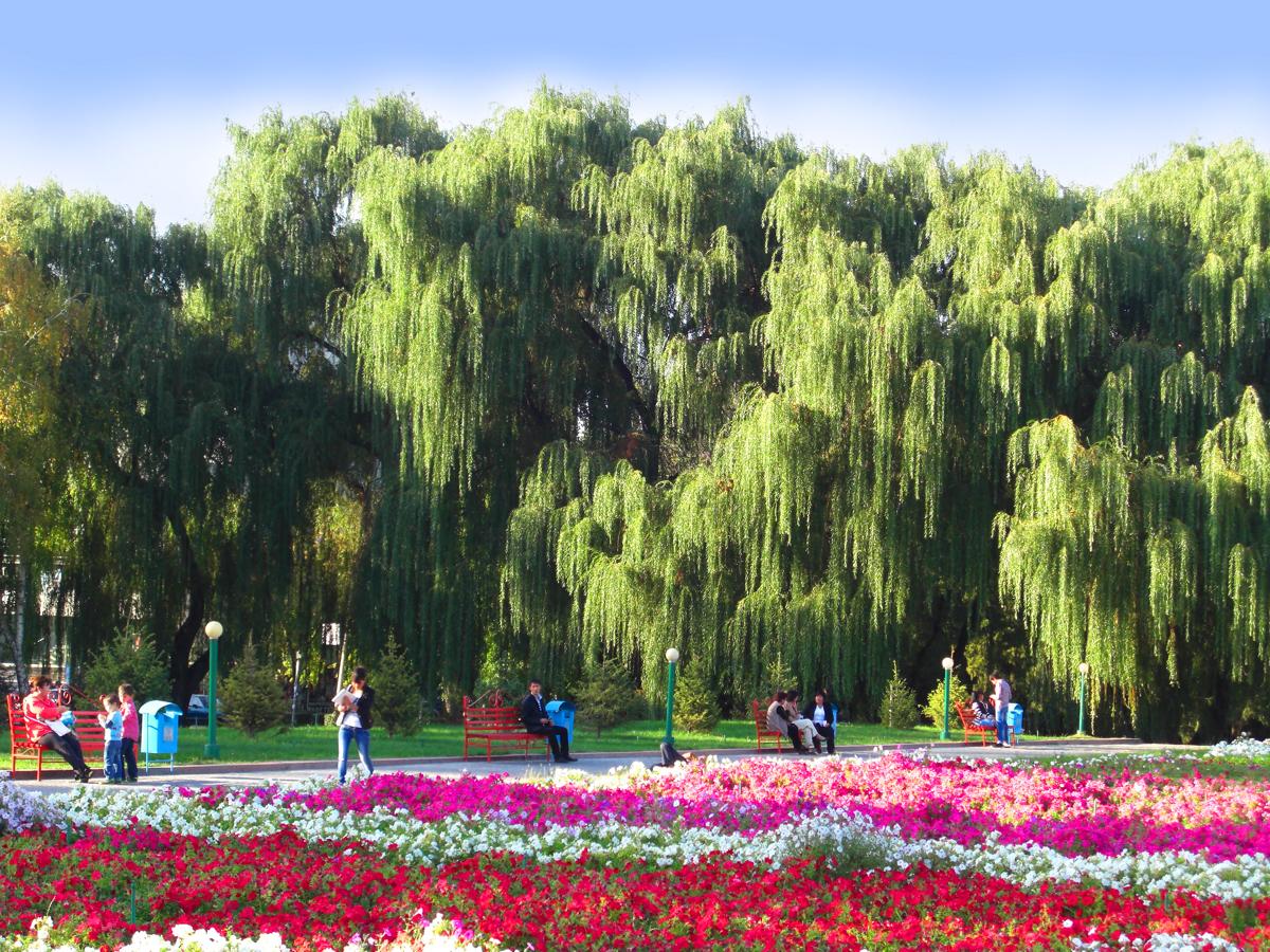 A%d0%9batoo %d0%a6%d0%a3m