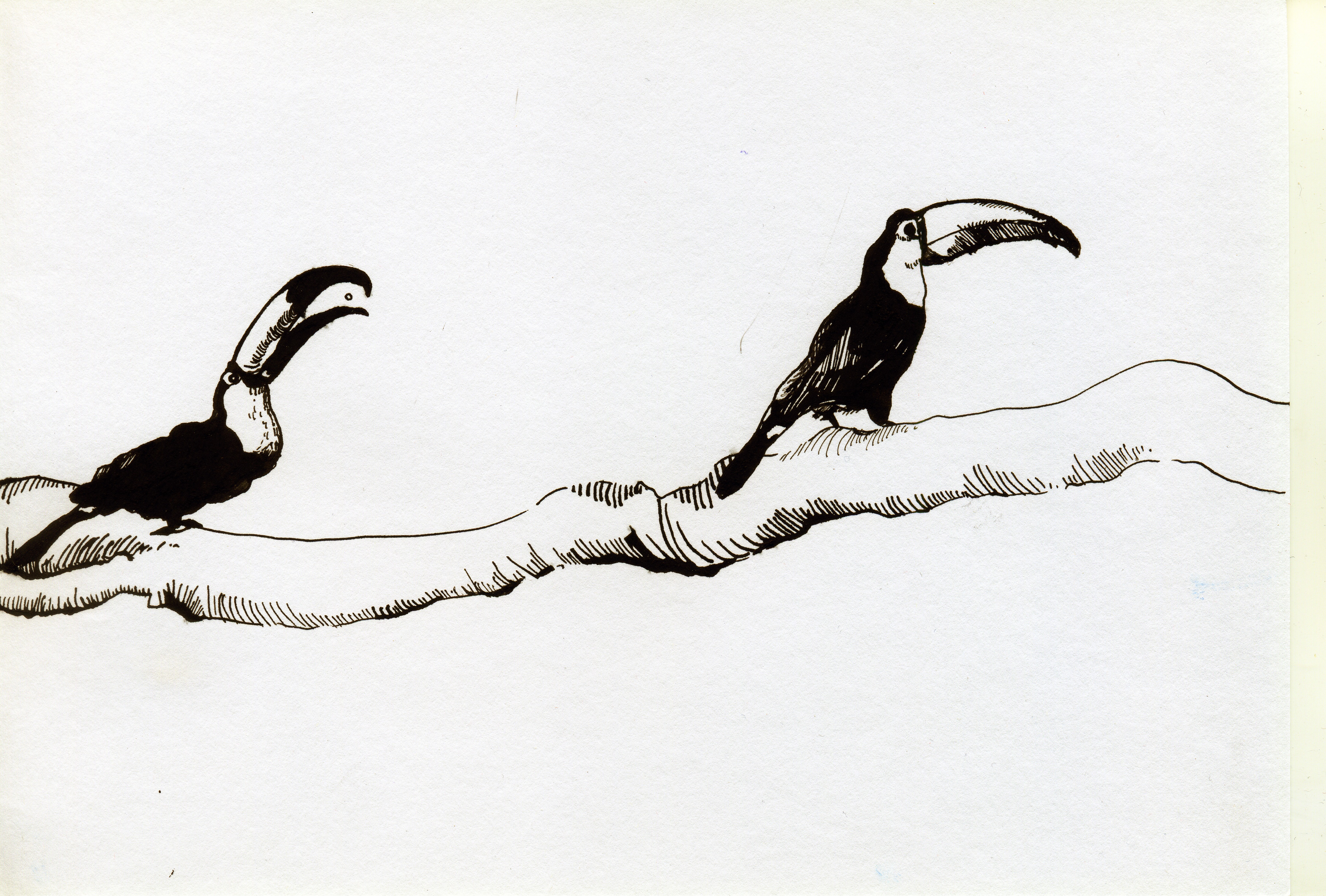 Toucans scan