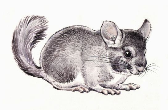 05 07tpetrova chinchilla