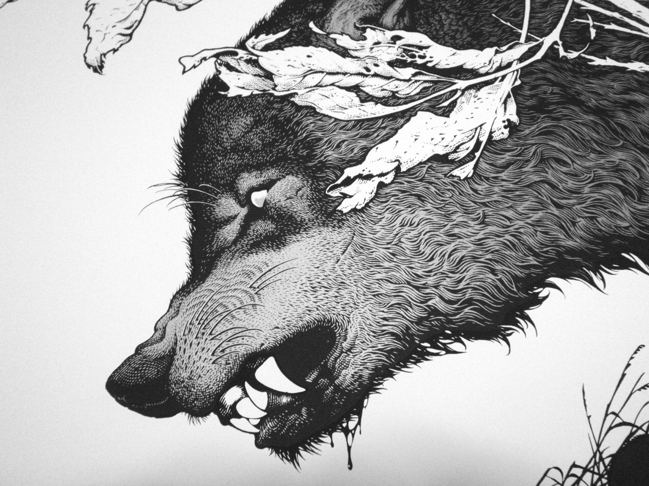 Волк черно белый рисунок