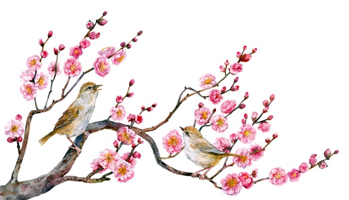 Brachypterous warbler and japanese apricot