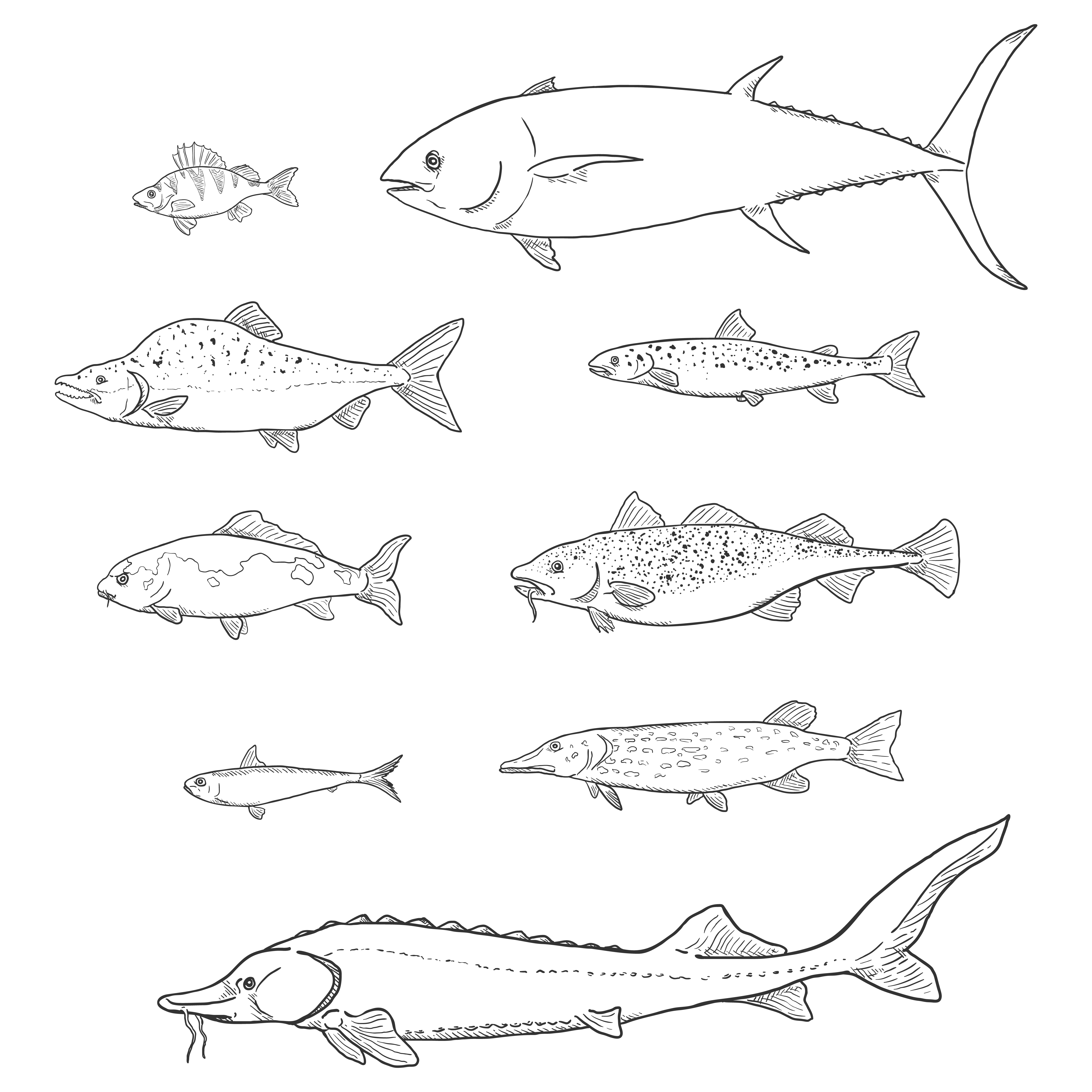 fish sketch
