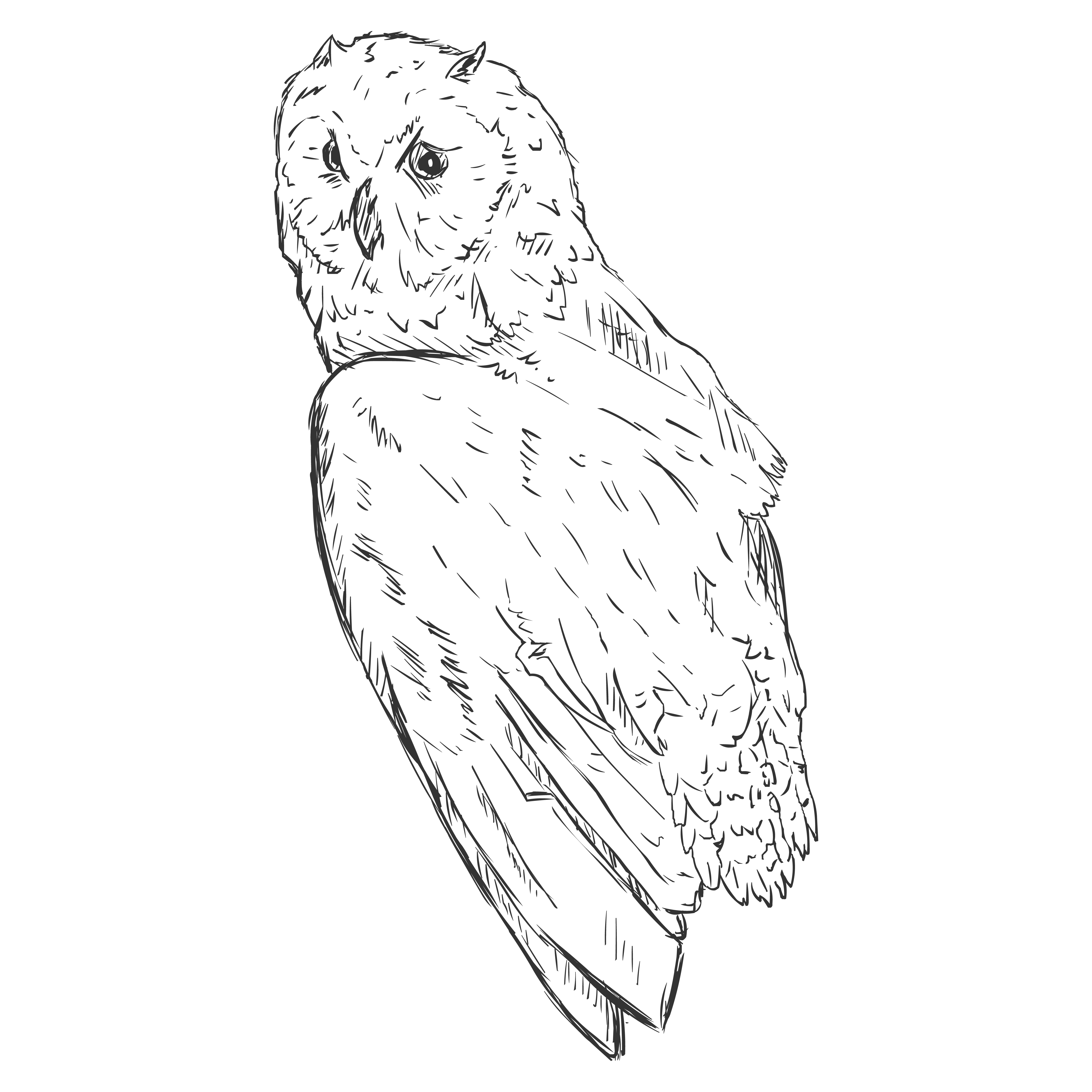 Sketch owl