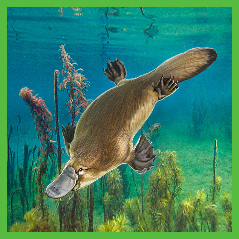 Card platypus