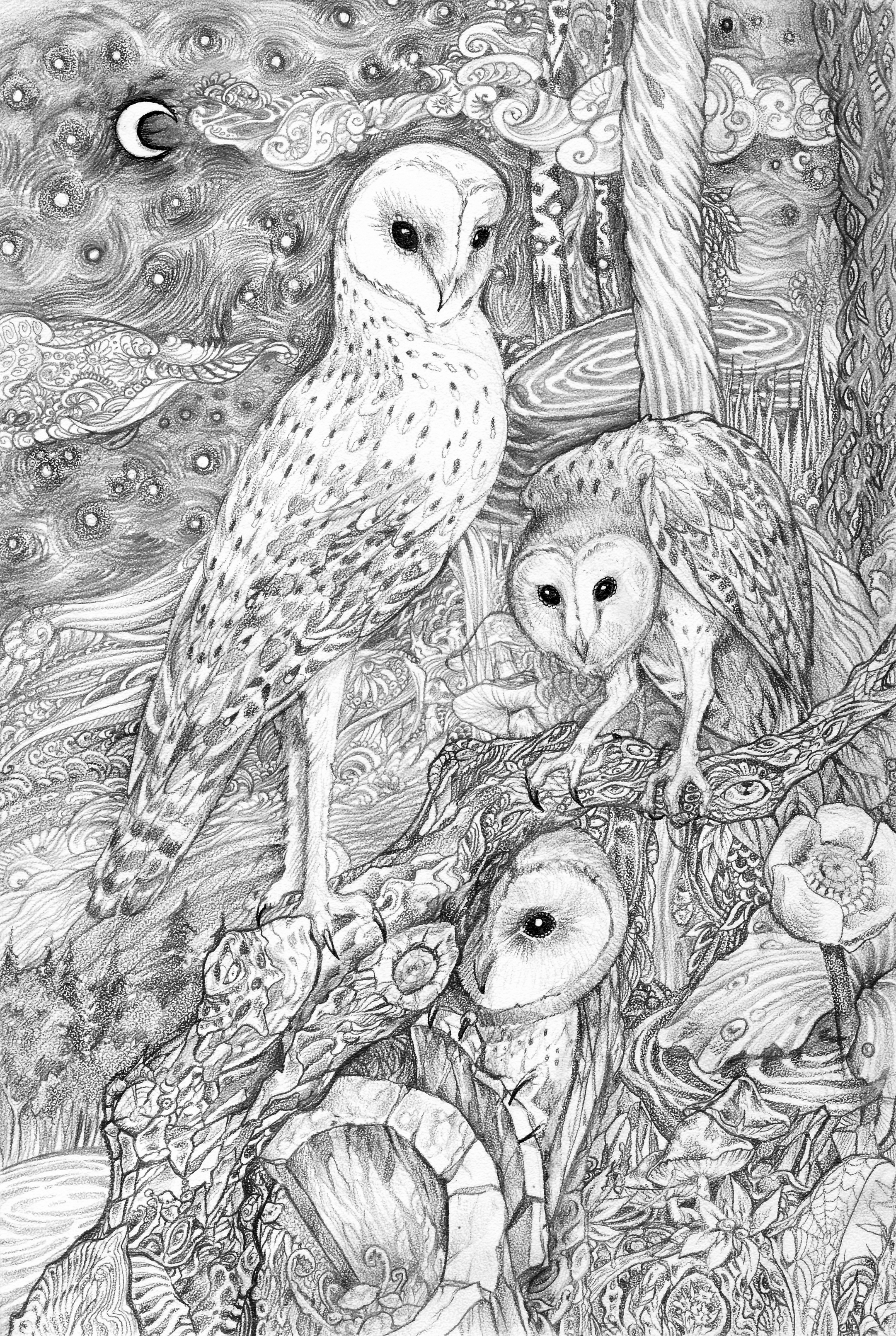 Barn owl by canaury