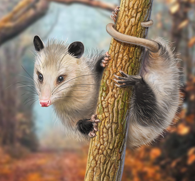 Possum