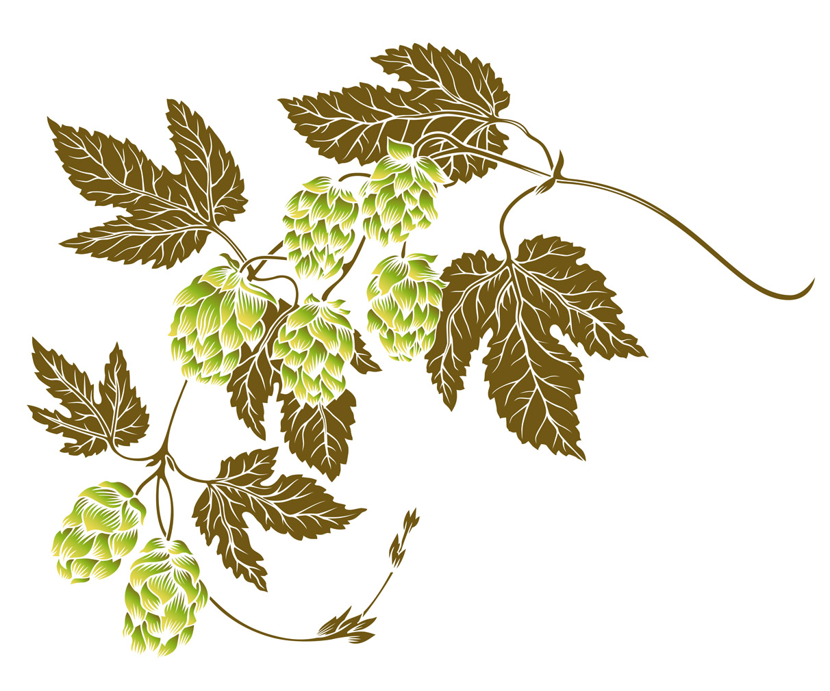 Hops brown green