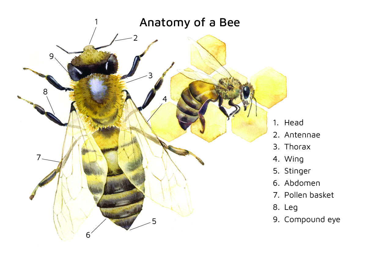 Anatomy bee color