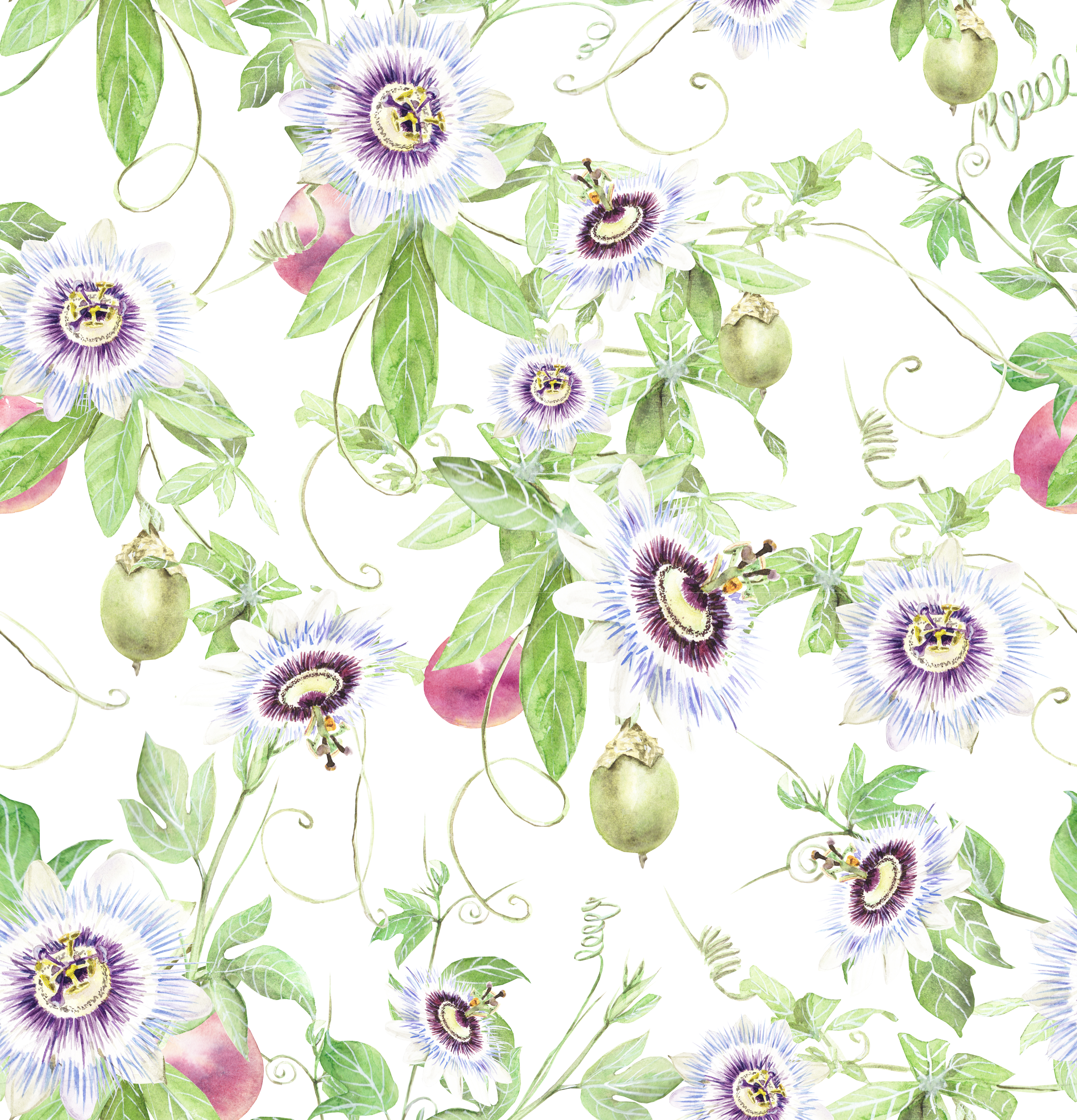 Pattern of flowers of pasiflora and passion fruit isolated on a white background