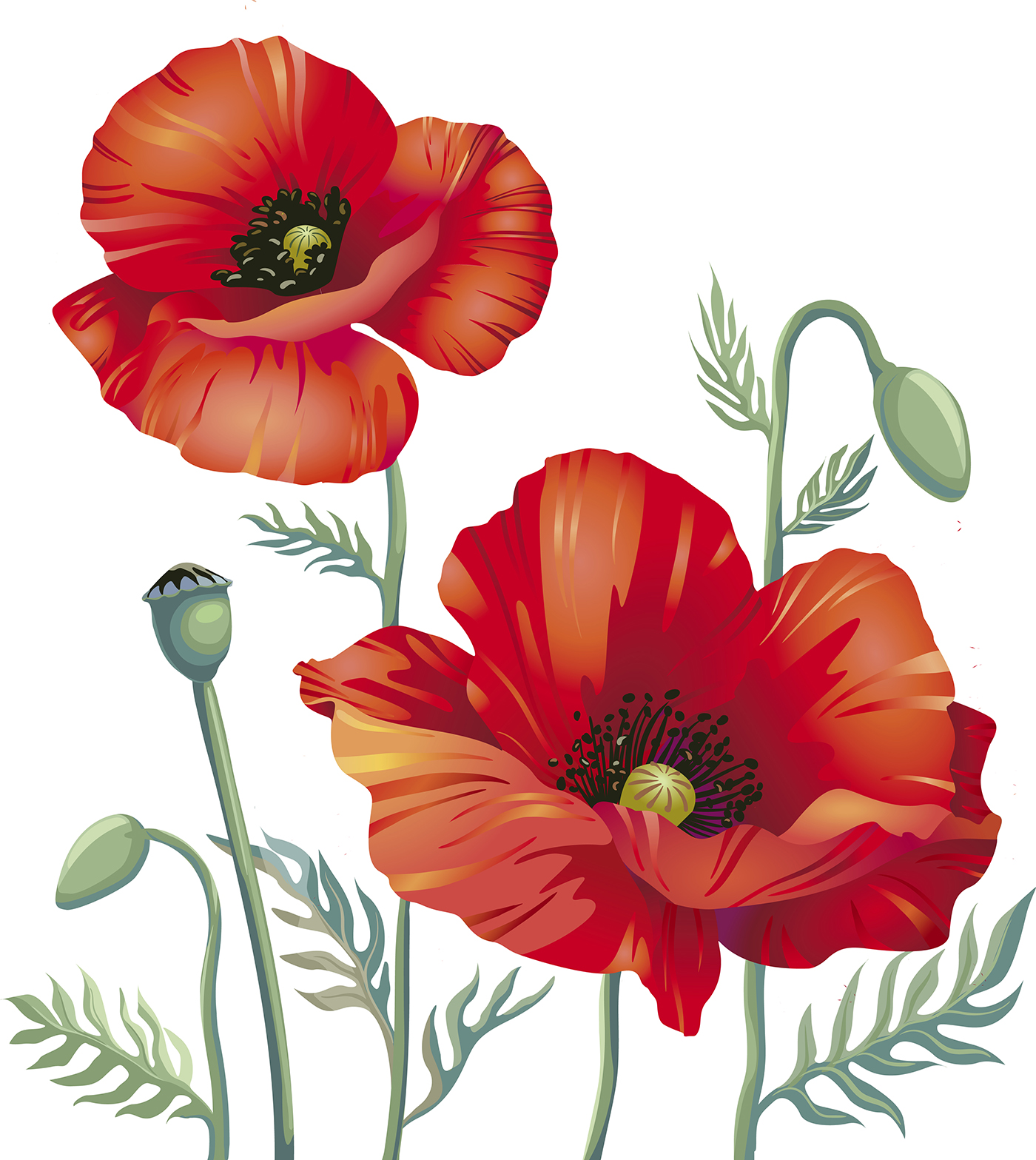 1 red poppies