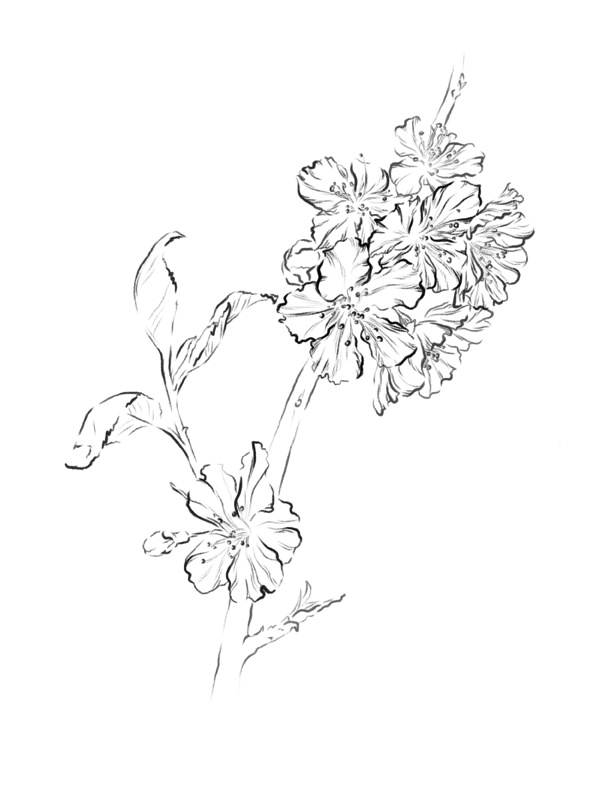 %d0%a6%d0%b2%d0%b5%d1%82%d0%be%d0%ba %d0%bb%d0%b8%d0%bd%d0%b8%d1%8f