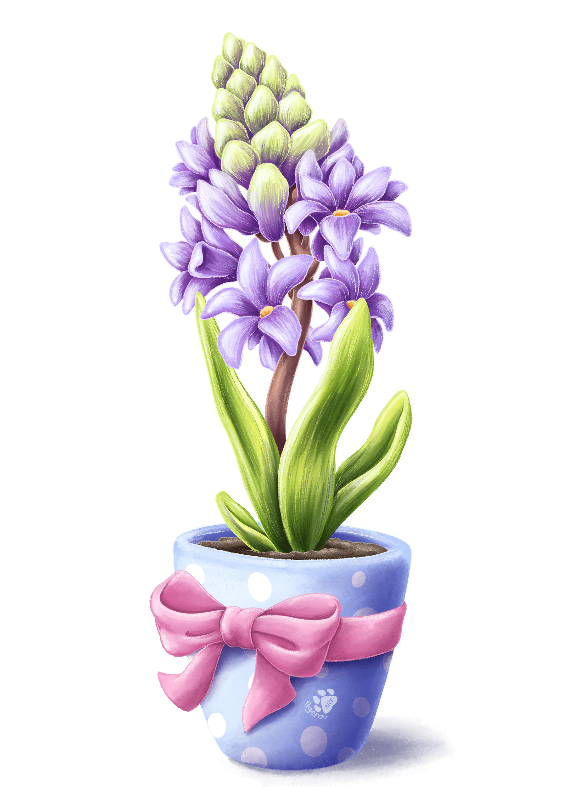 Hyacinth wm