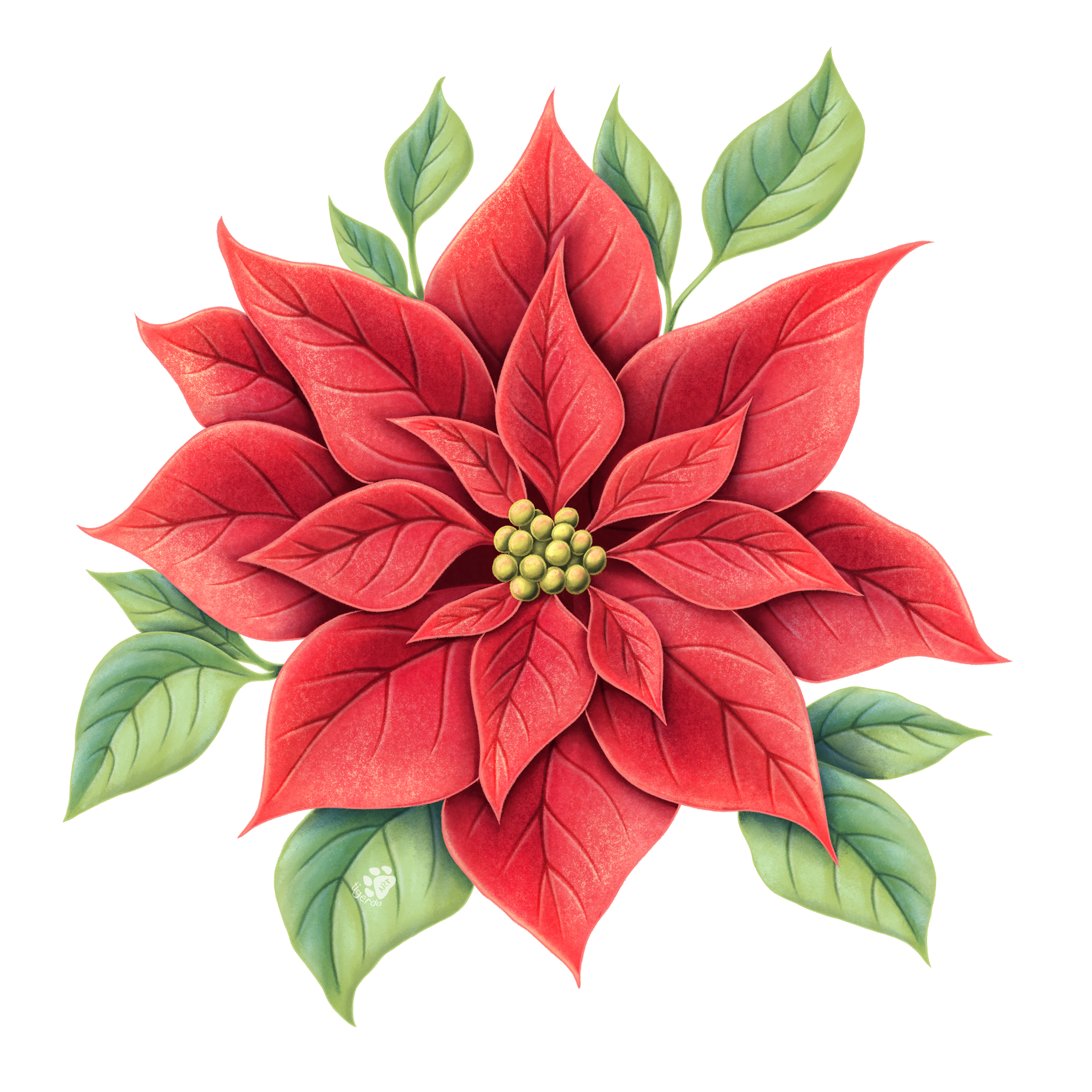 Poinsettia wm