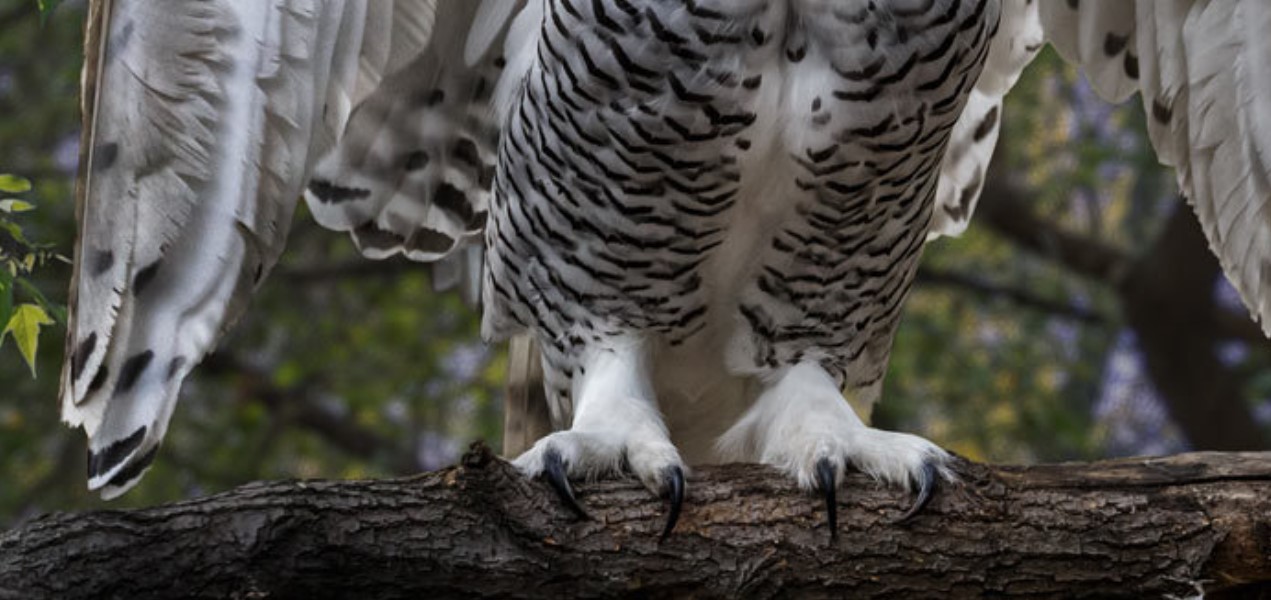 %d1%81%d0%be%d0%b2%d0%b0 %d0%bb%d0%b0%d0%bf%d1%8b