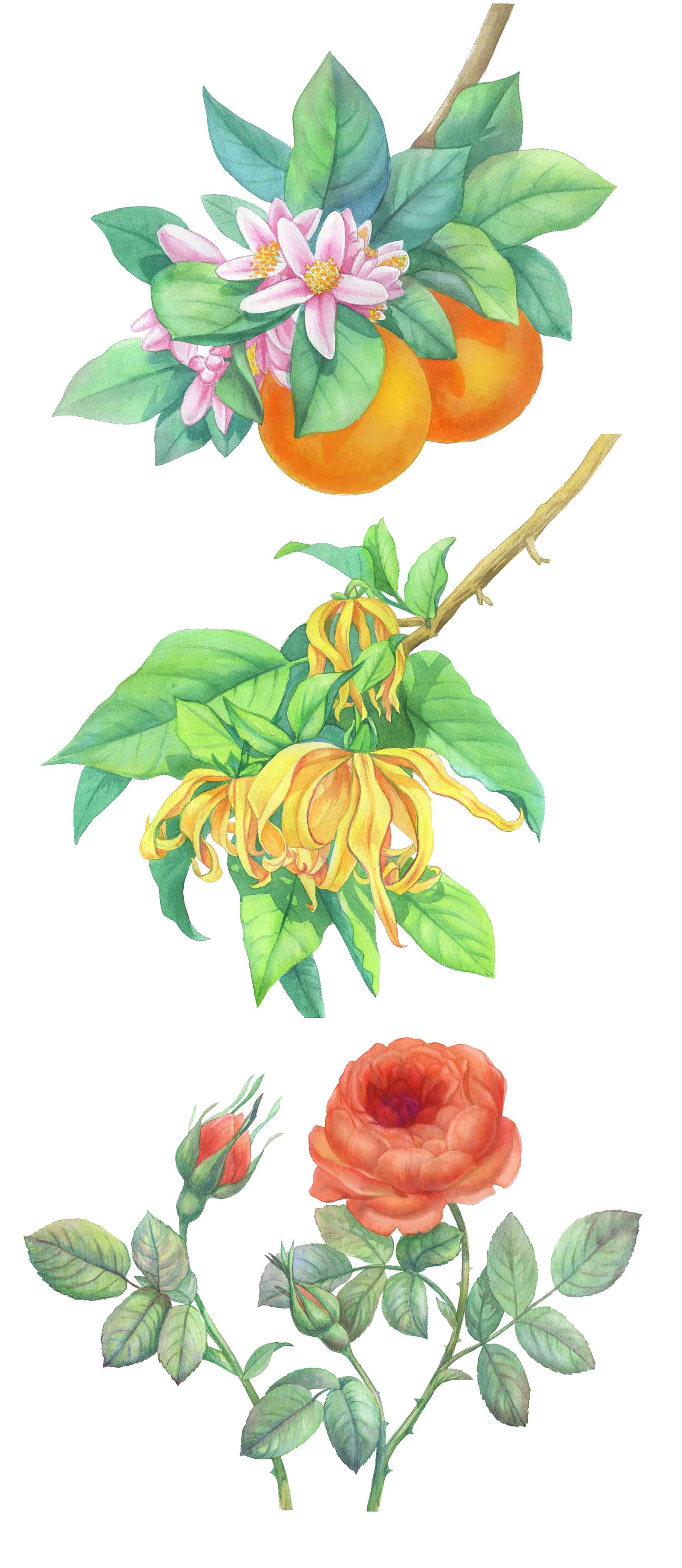 %d1%86%d0%b2%d0%b5%d1%82%d1%8b1