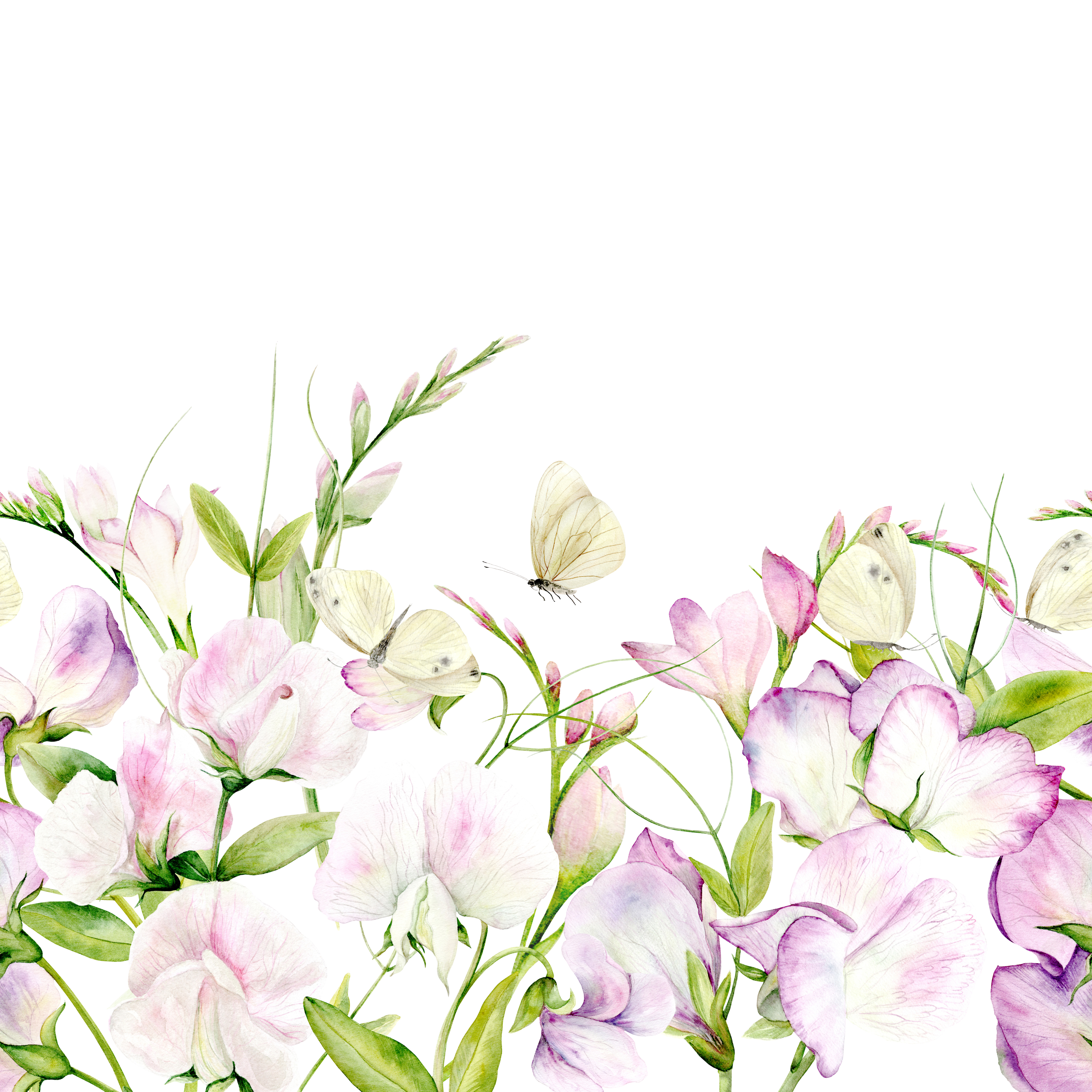 Seamless pattern of fragrant peas on white background