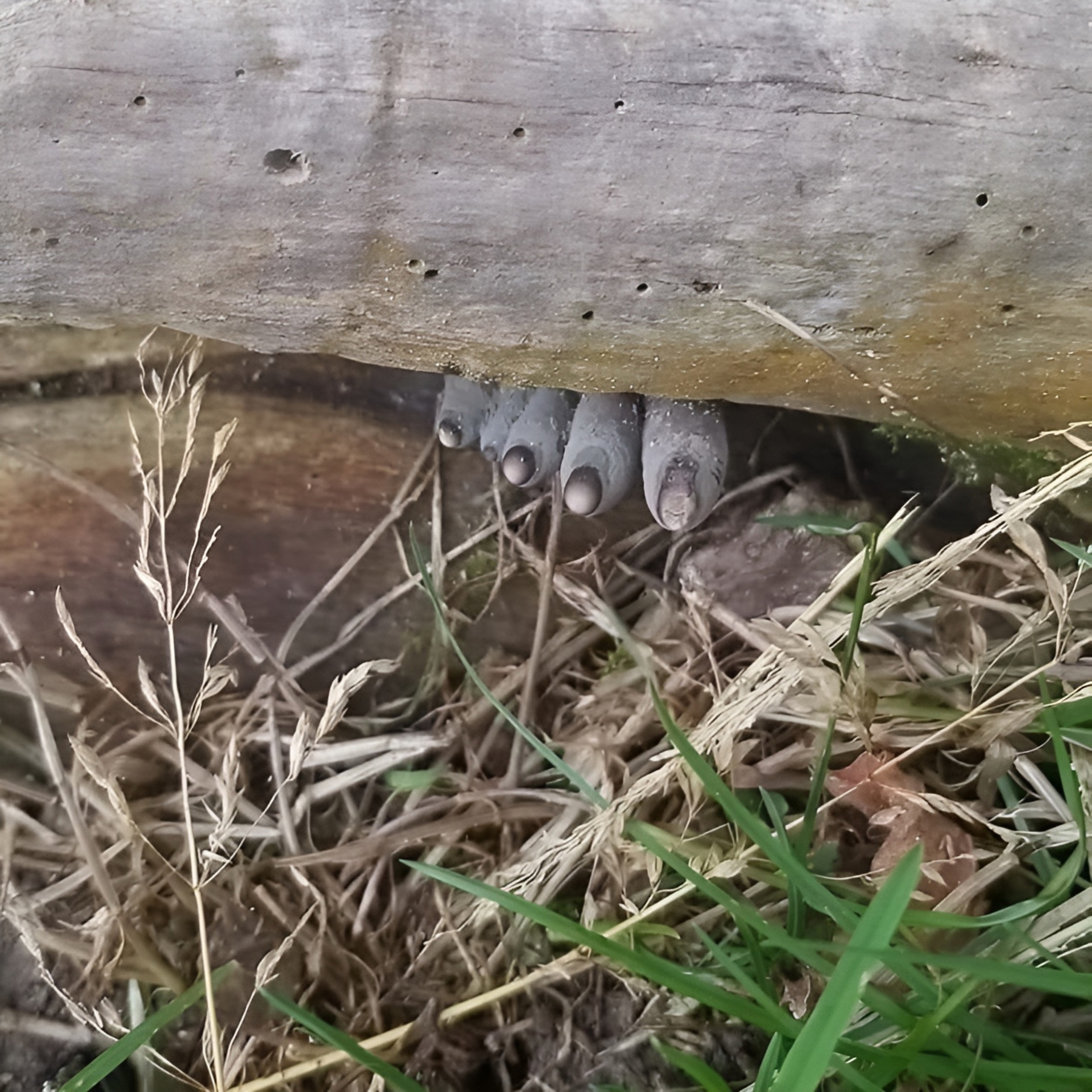 %d0%9f%d0%b0%d0%bb%d1%8c%d1%86%d1%8b %d0%bc%d0%b5%d1%80%d1%82%d0%b2%d0%b5%d1%86%d0%b0