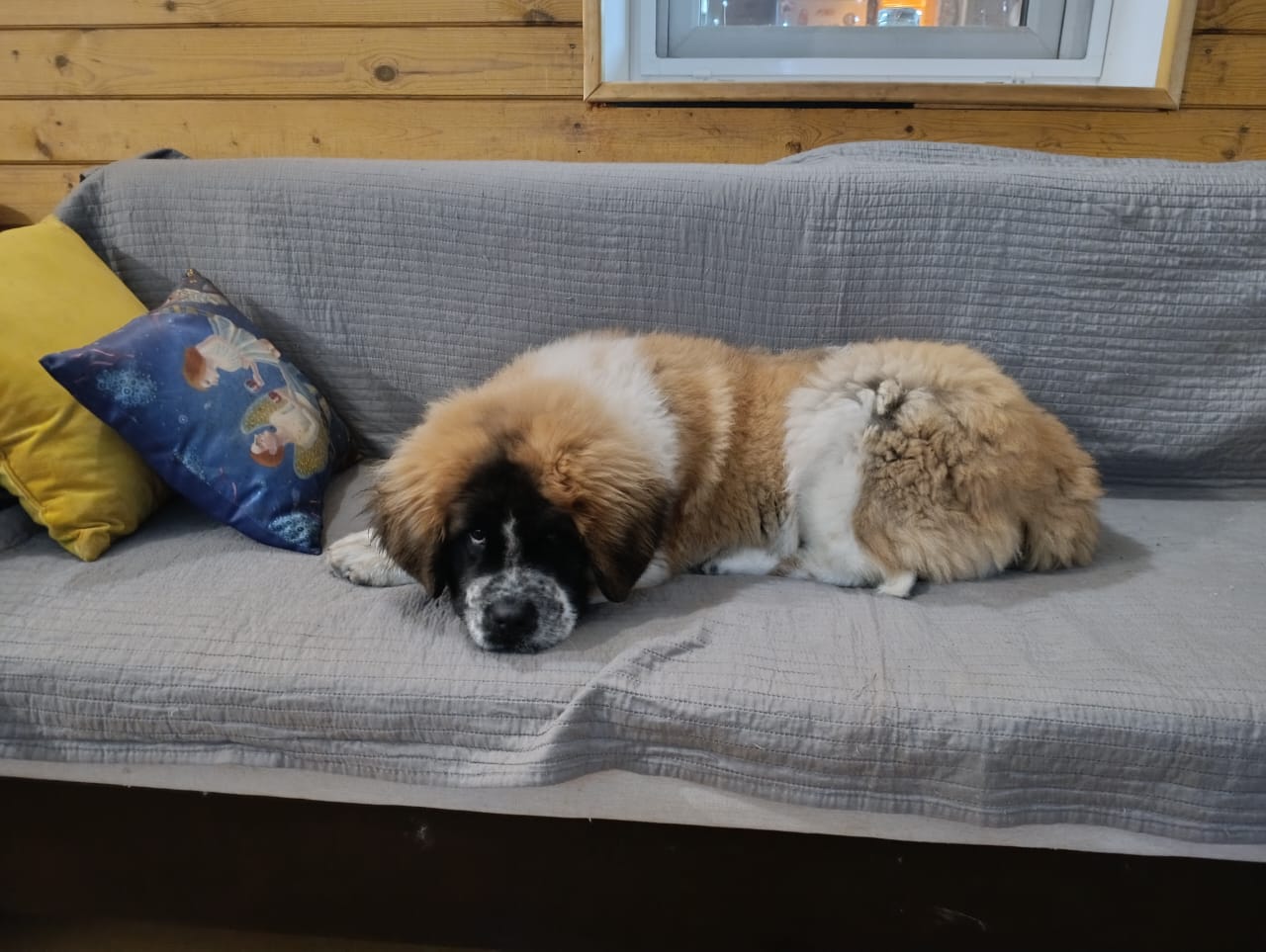 20afdd89 4809 435b b7a4 45870d6f81d4