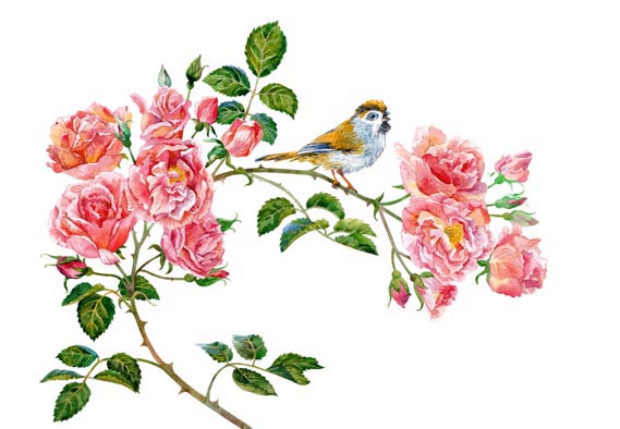 Rose and bird white background