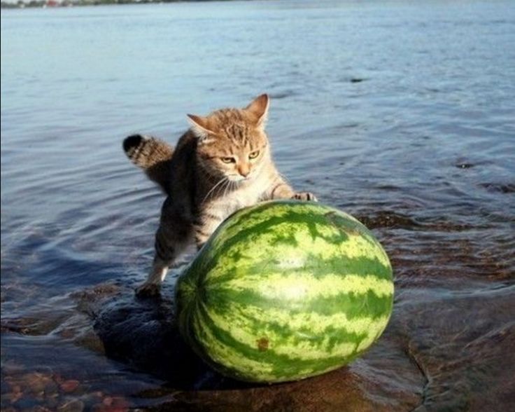 Fd11fba2f5417e5d970c60f5df62efd9