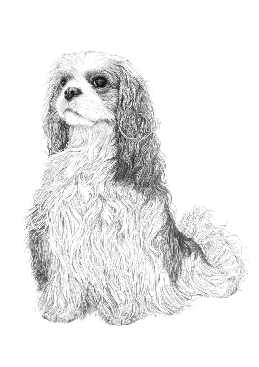 Cavaler 6 %d1%84%d0%bb