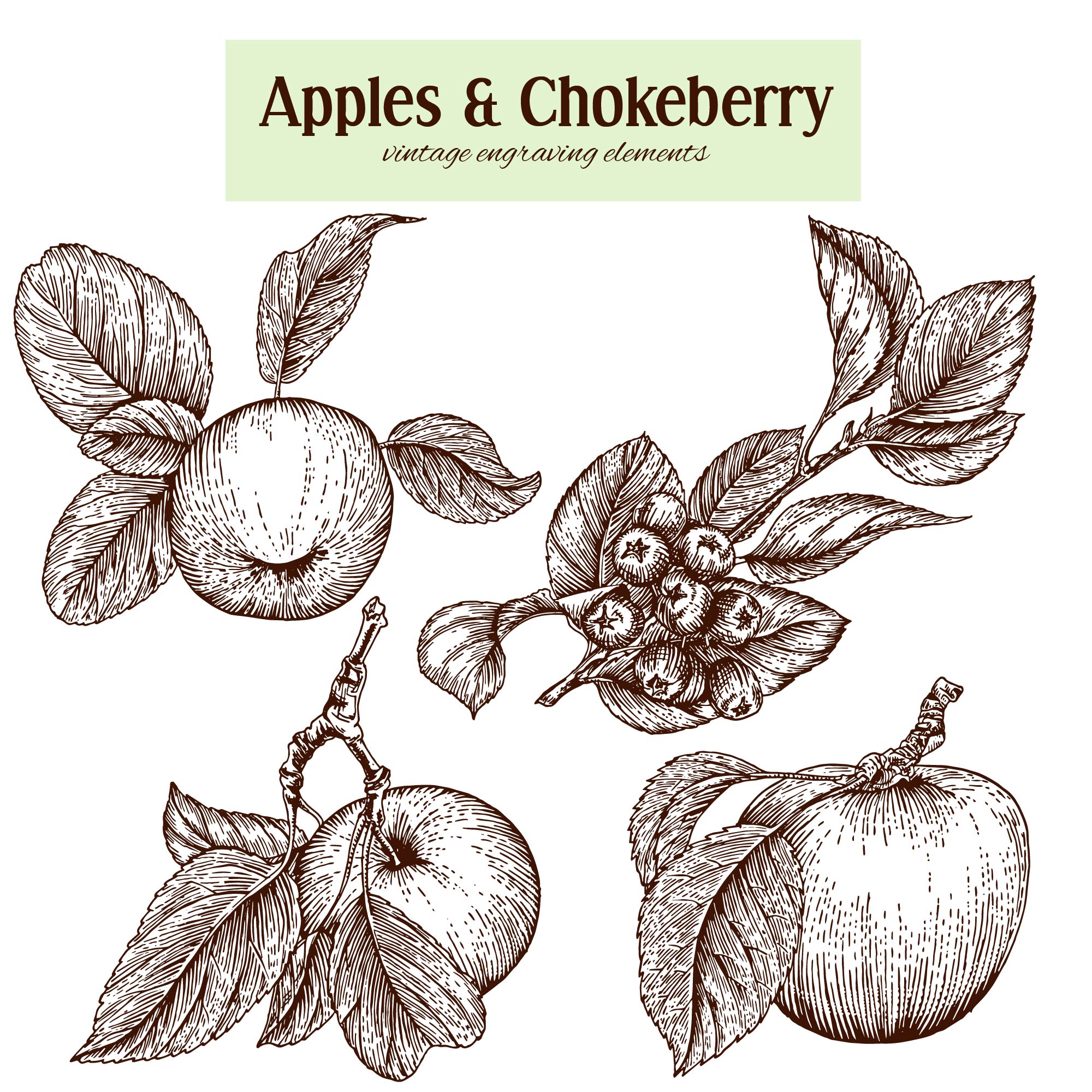 Apples and chokeberry engraving