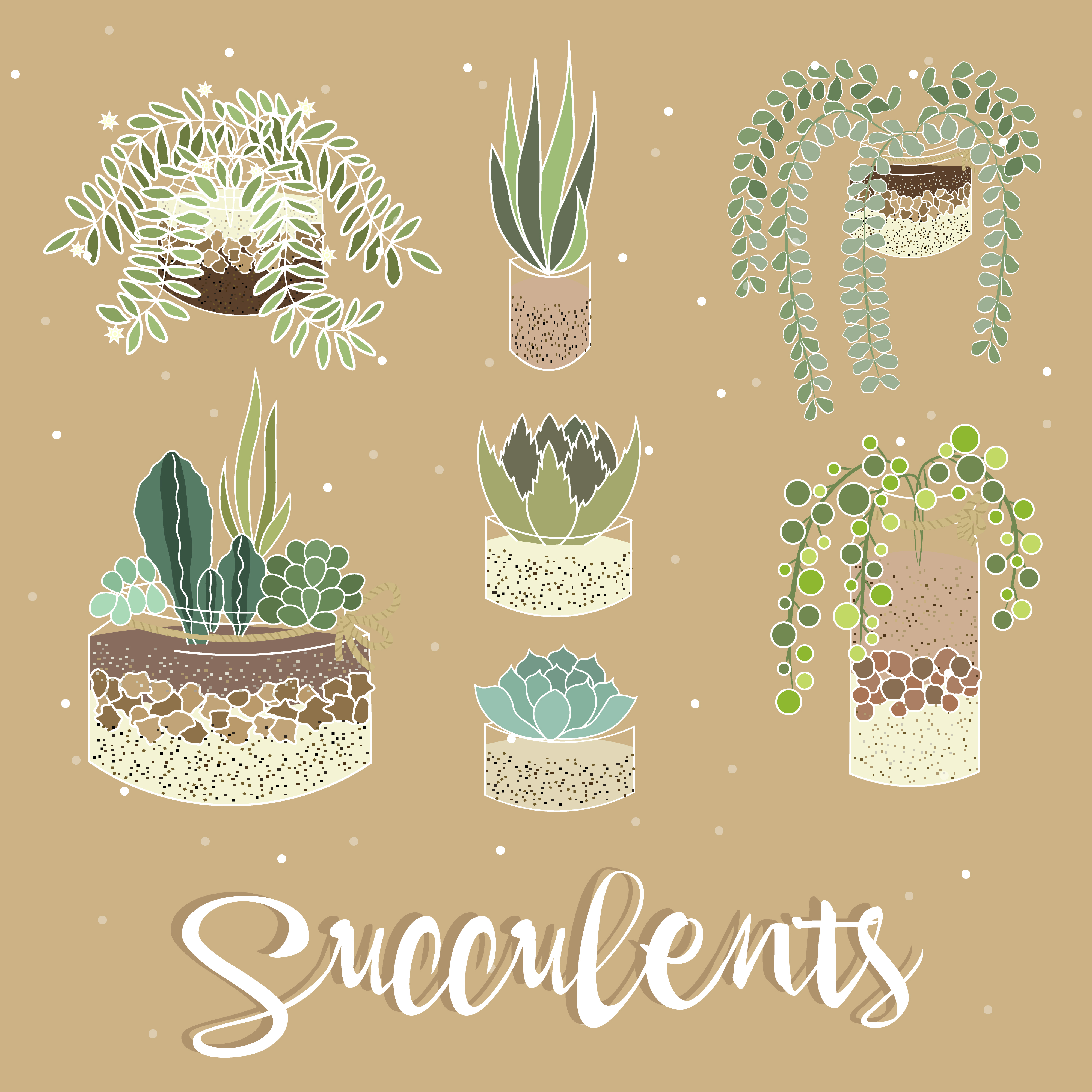 Succulents set