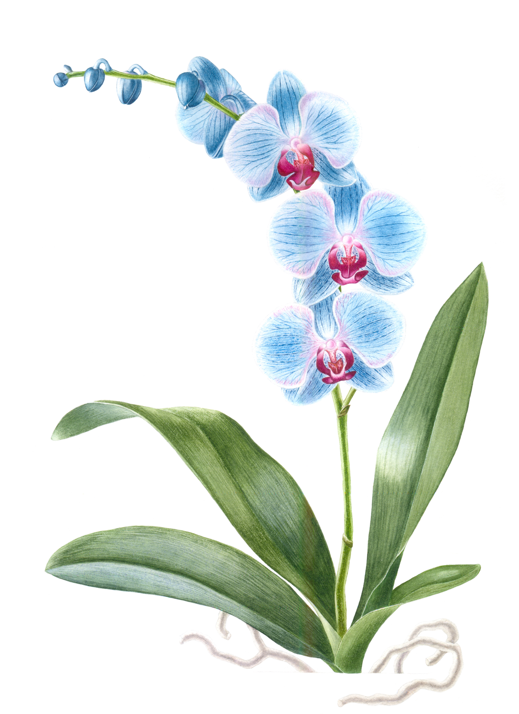 %d0%be%d1%80%d1%85%d0%b8%d0%b4%d0%b5%d1%8f200